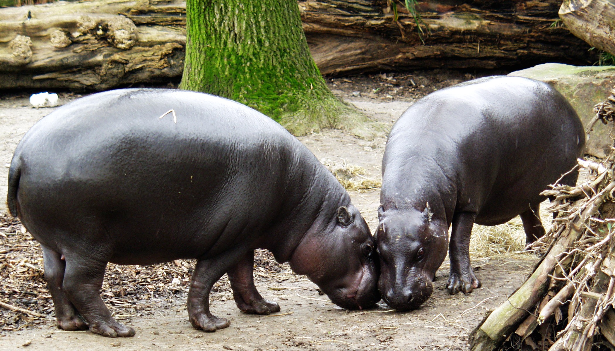 Sapo, la forêt aux hippopotames pygmées