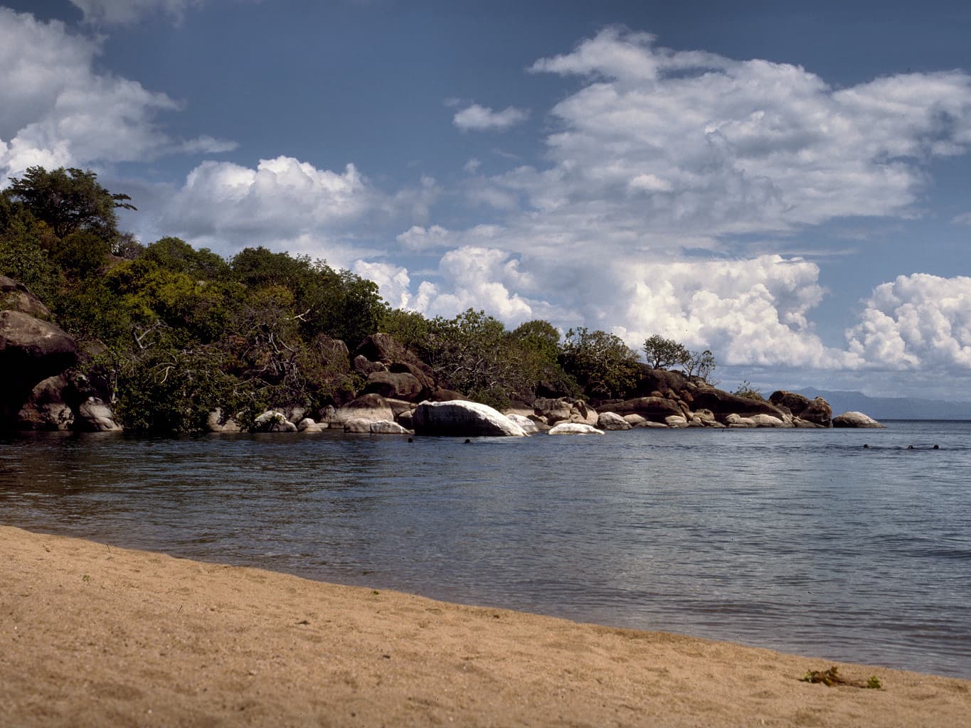 Le lac Malawi et ses poissons uniques