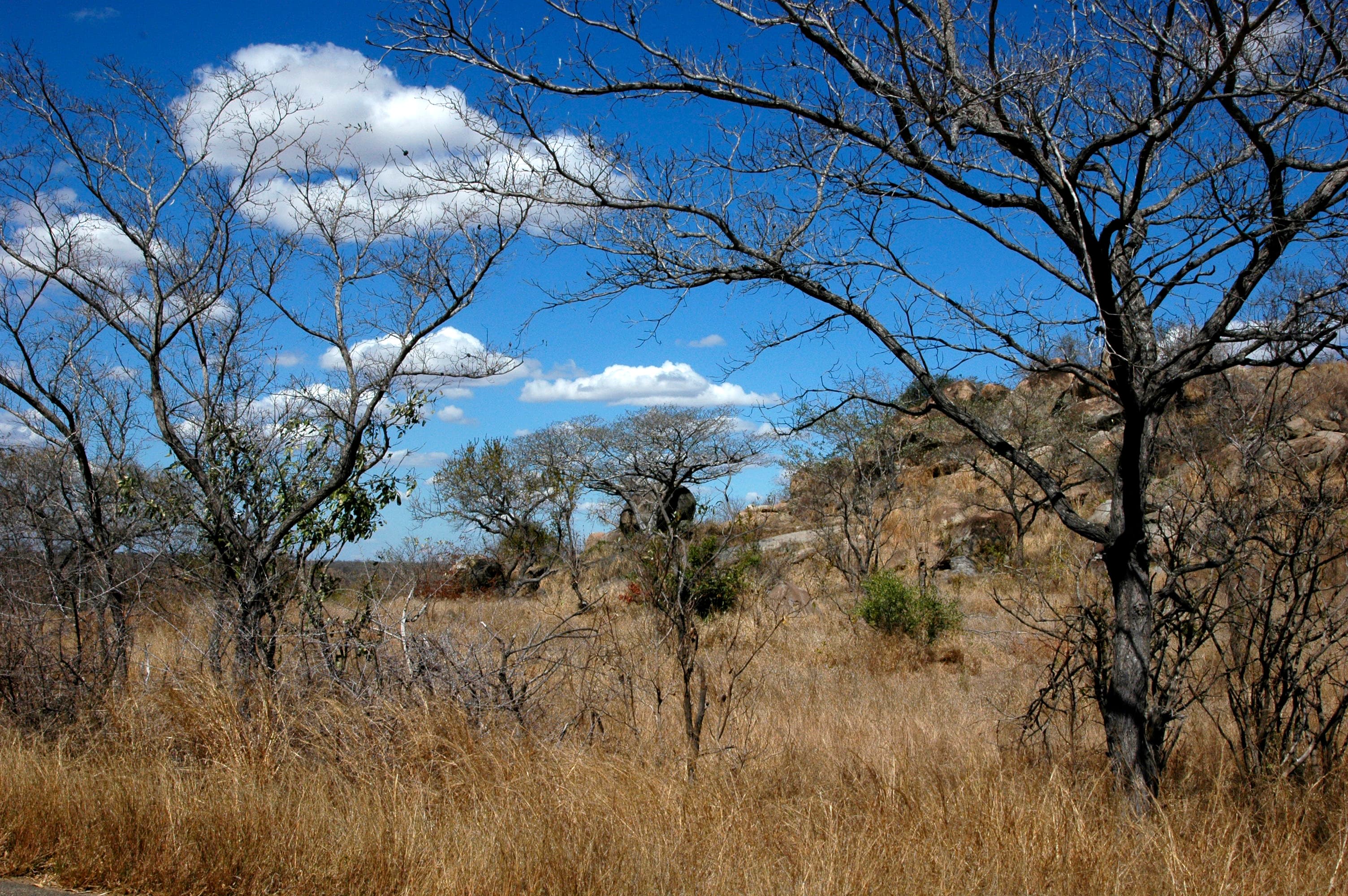 Kruger, le royaume des Big Five