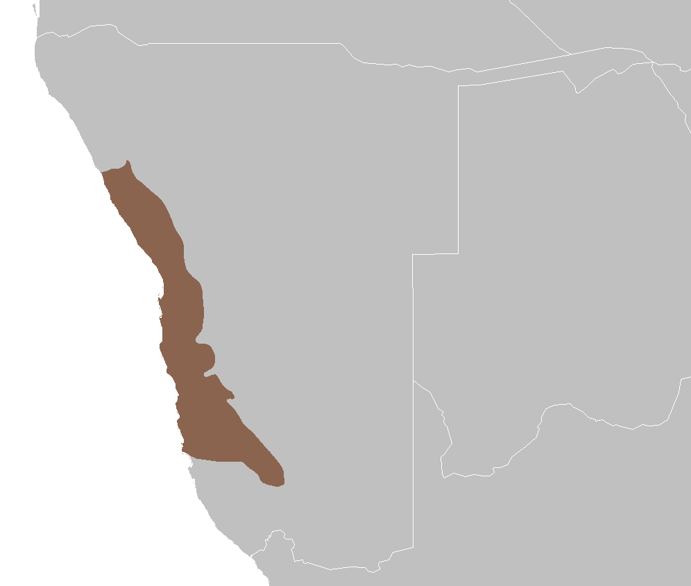 Namibie : l'âme du désert